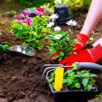 خدمات باغبانی کوددهی گلکاری کاشت گل