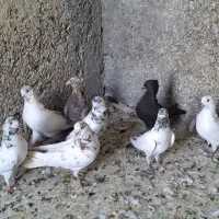 کبوتر|پرنده|قم, طلاب غیر ایرانی|دیوار