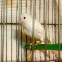 قناری ماده