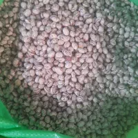 لوبیا چیتی اعلا