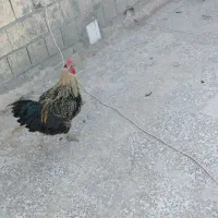 خروس
