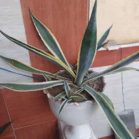 گل اگاو معمولی ،اگاو ابلق