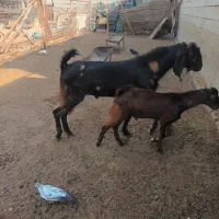 بزنربزغاله|حیوانات مزرعه|هندیجان, |دیوار