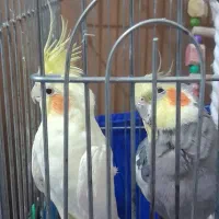 فروش عروس هلندی