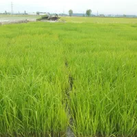 سینی نشا طارم هاشمی آماده