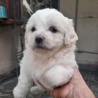 سگ نژاد پدر شیتزو مادر جک راسل