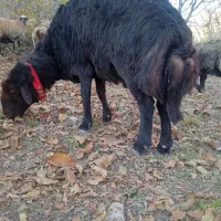 قوچ غزل افشار|حیوانات مزرعه|بوئین و میاندشت, |دیوار