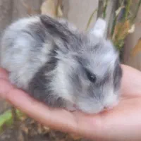 خرگوش مینیاتوری لوپی|موش و خرگوش|کرمانشاه, |دیوار