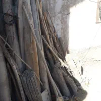 تعدادی درخت سالم و کهنه برای فروش|مصالح و تجهیزات ساختمان|خلخال, |دیوار
