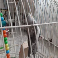 عروس هلندی نر