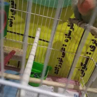 کوتوله مولدجفت|پرنده|تبریز, |دیوار