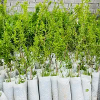 نهالستان زرینه