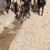 سی بز ابستن