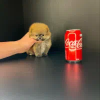 توله سگ پامر . پامرانین فنجونی ۲ ماه|سگ|تهران, شهرک غرب|دیوار