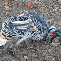 فروش بوقلمون و اردک|حیوانات مزرعه|بم, |دیوار