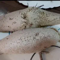 عسل طبیعی|عمده‌فروشی|بوشکان, |دیوار