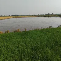 برنج طارم هاشمی عطری درجه فریدونکنار|عمده‌فروشی|لواسان, |دیوار