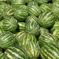 هندوانه ب قیمت میدان تره بار