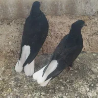 چندتا زیل دم سفید مغلف