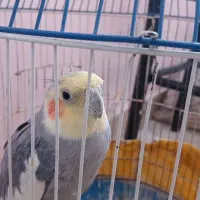 عروس هلندی آهویی