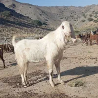 نربز آمریکایی ۲سال