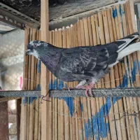 کفتر گرفتنی|پرنده|تهران, جیحون|دیوار