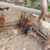 مرغ|حیوانات مزرعه|مسجد سلیمان, |دیوار