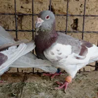 پلاکی گوره طااوسی رمادی|پرنده|اهواز, نیوساید|دیوار