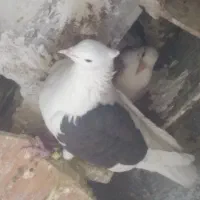 یک کتی نر درشت