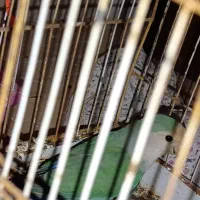 طوطی کوتوله بنفش سبز|پرنده|مهریز, |دیوار