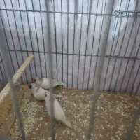 فنچ|پرنده|نسیم‌شهر, |دیوار