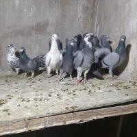 کفتر ۵تا کبوتر درجه یک