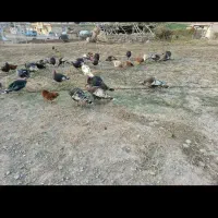 بوقلمون ....|حیوانات مزرعه|اسلام آباد, |دیوار