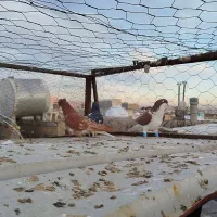 کفتر جان آردن و شهری سرک دم سفید