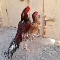 مرغ خروس نسل دار|حیوانات مزرعه|سراوان, |دیوار