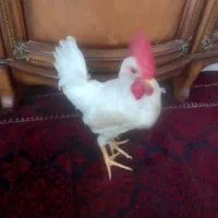 خروس ۶ ماهه