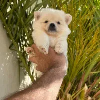 سگ پامرانین خرسی