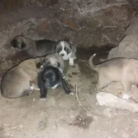 سگ سراب|سگ|محمدیه-قزوین, |دیوار