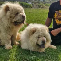 واگذاری توله چاوچاو پوزه فلت دو ماهه