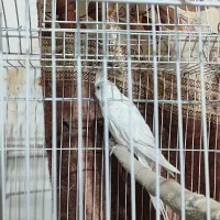 عروس هلندی|پرنده|خاش, |دیوار