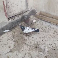 کبوتر|پرنده|آران و بیدگل, |دیوار