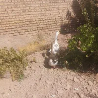 غاز اسراییلی یک جفت|حیوانات مزرعه|نیشابور, مازول|دیوار