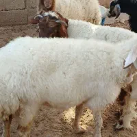 فروش وقصابی بره وبزغاله وگوسفندجوان پروار|حیوانات مزرعه|دهلران, |دیوار