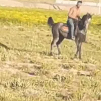 نریان شجره دار سن چهار به پنج