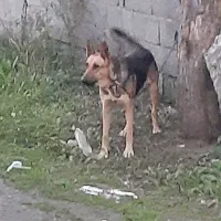 سگ ژرمن مخصوص