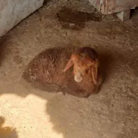 ۵راس بره و ۲راس بزغاله