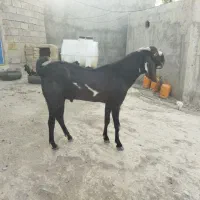 نر بز