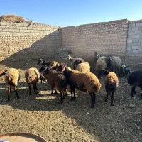 15راس کاور ۲ دندان و ۴ دندان