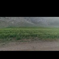 اجاره ۱۳۰ هکتار زمین کشاورزی کشت گندم و جو|اجارهٔ دفتر صنعتی، کشاورزی، تجاری|تهران, صادقیه|دیوار