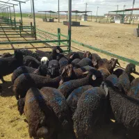 فروش بره نر افشاری